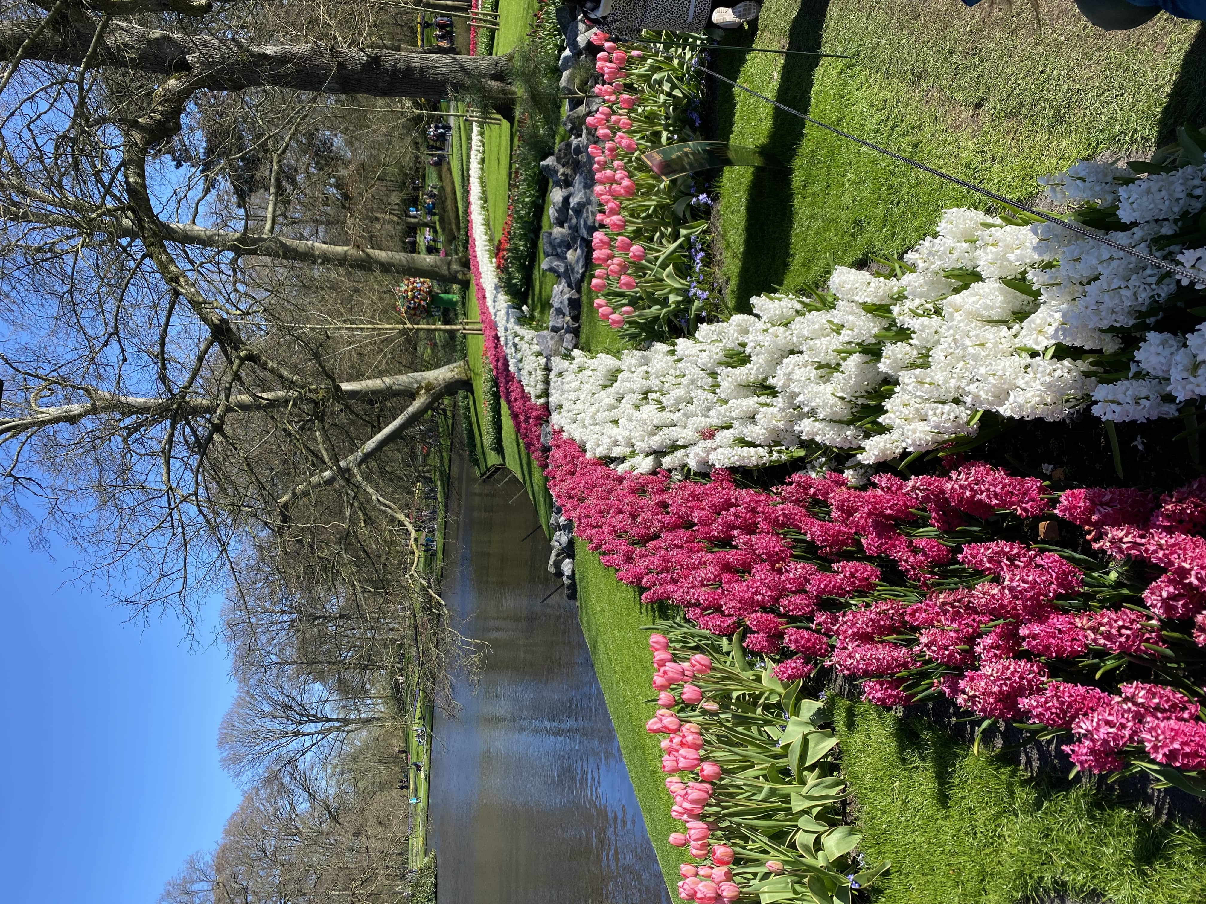 pays bas hollande amsterdam keukenhof tulipe 