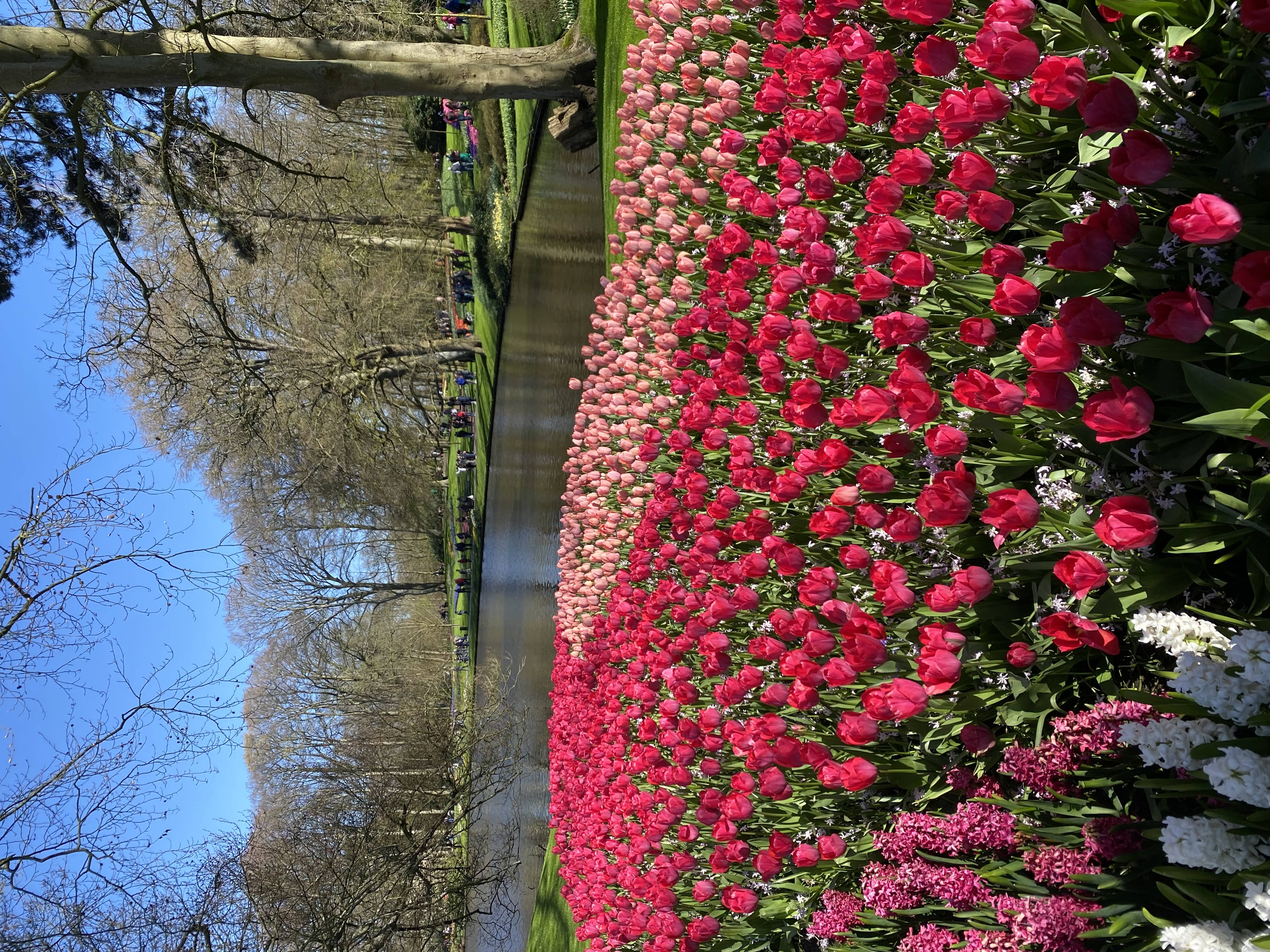 pays bas hollande amsterdam keukenhof tulipe 