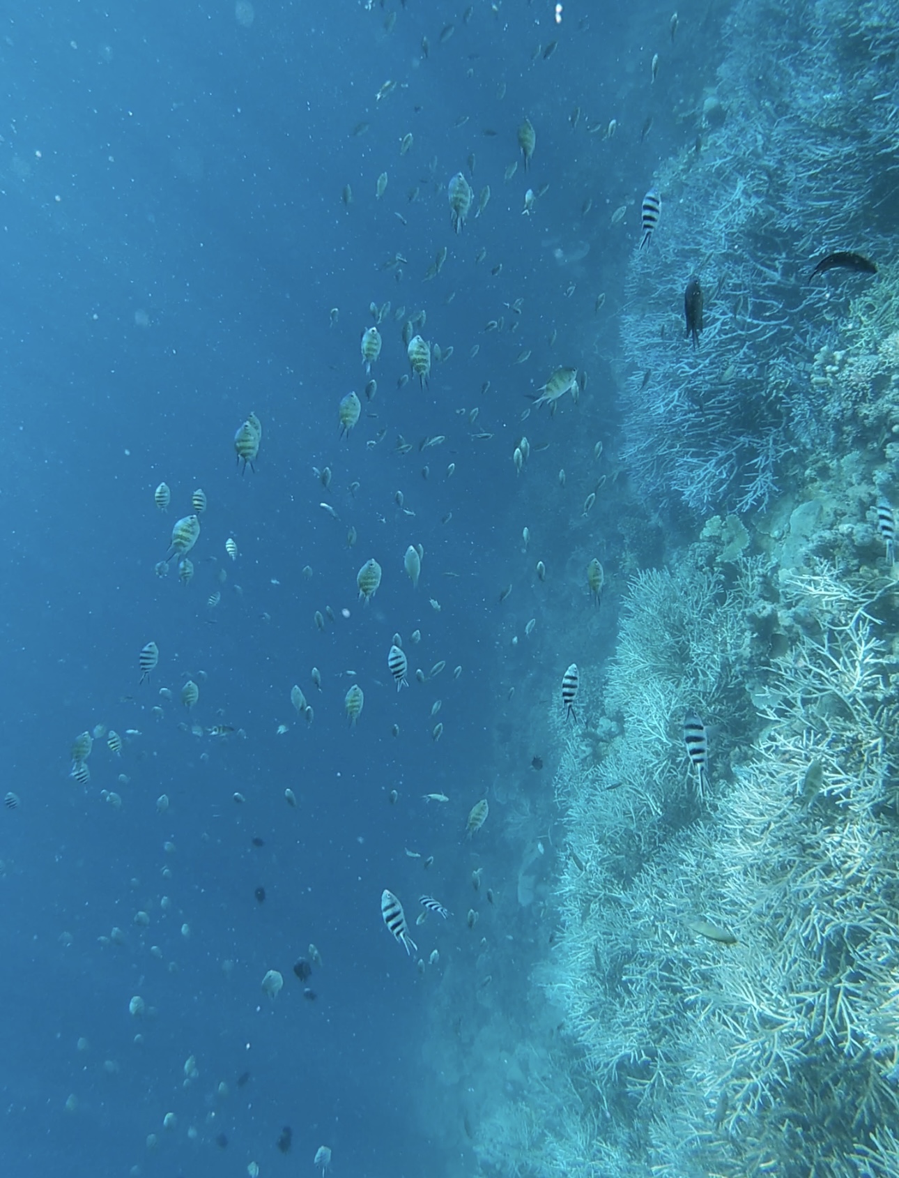 asie philippine coron smith coral garden snokeling