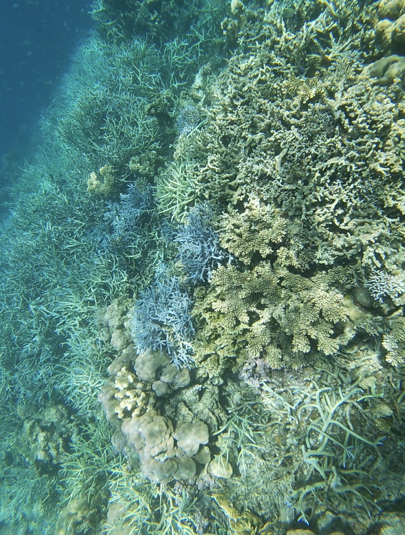 asie philippines coron smith coral garden